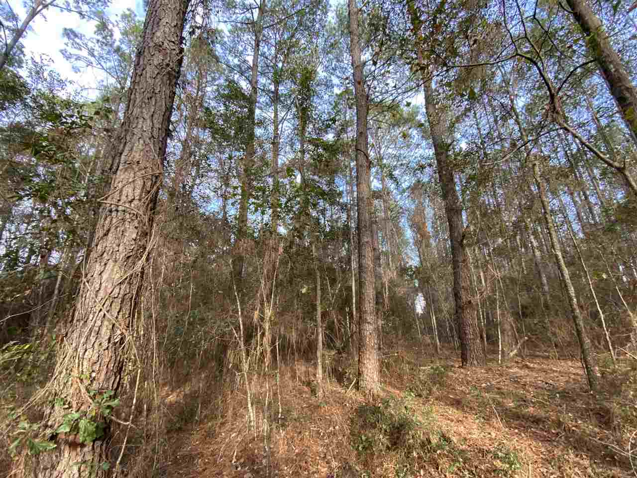 Xx Xx Clark Cemetery Road Monticello, FL 32344 - Photo 18 of 23 Gallery Image 18