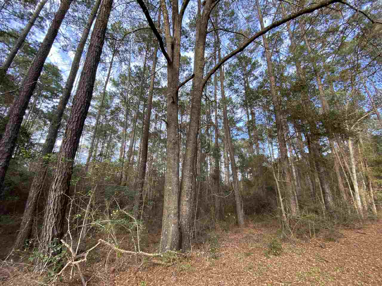 Xx Xx Clark Cemetery Road Monticello, FL 32344 - Photo 19 of 23 Gallery Image 19