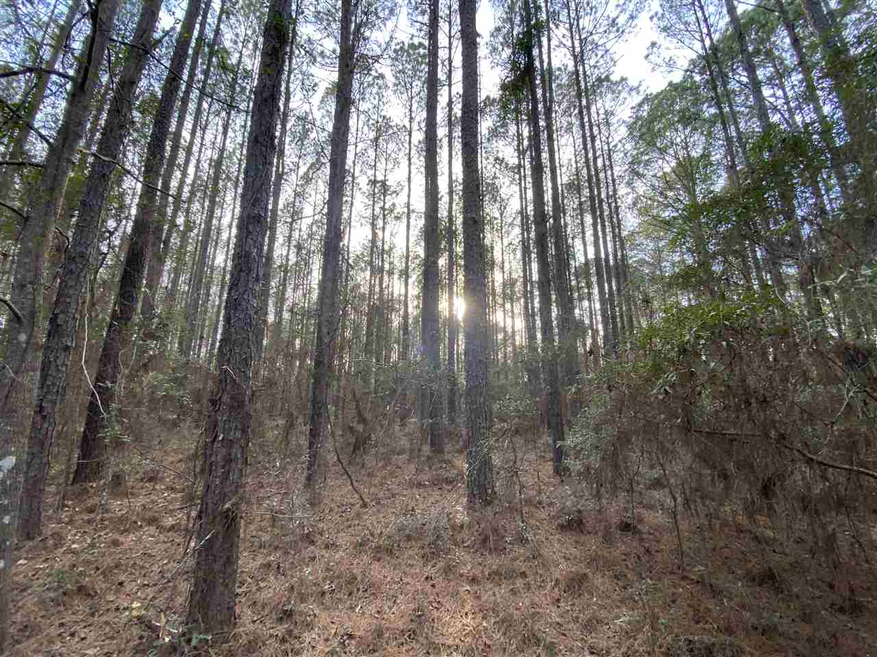 Xx Xx Clark Cemetery Road Monticello, FL 32344 - Photo 20 of 23 Gallery Image 20