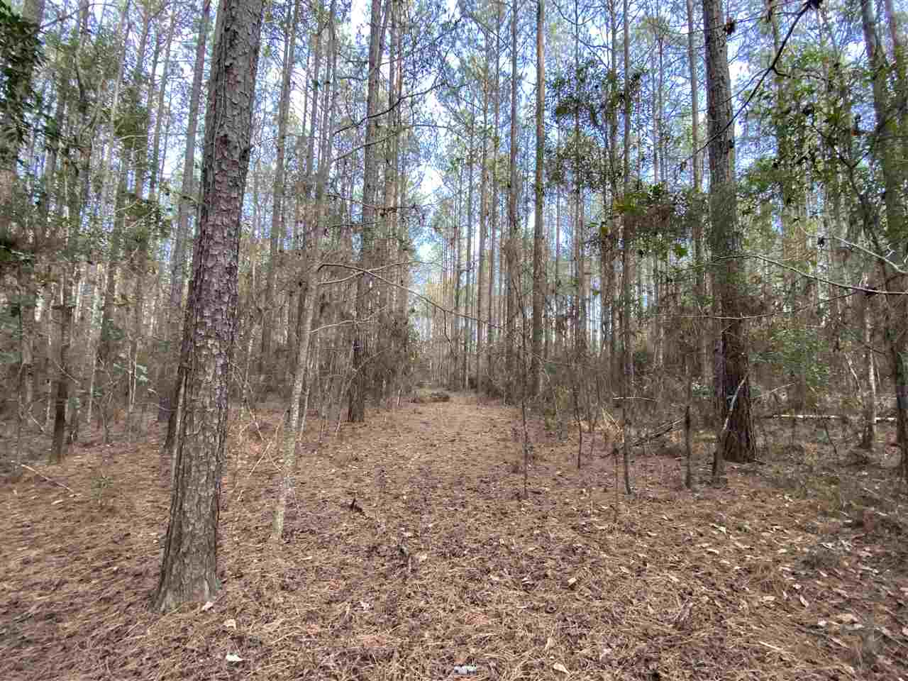 Xx Xx Clark Cemetery Road Monticello, FL 32344 - Photo 2 of 23 Gallery Image 2