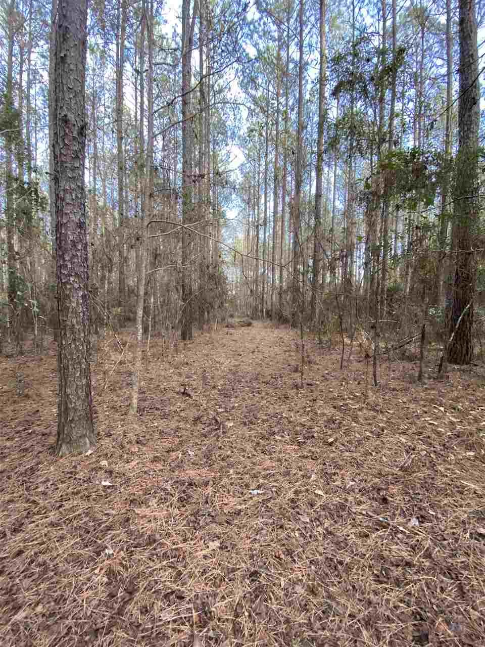 Xx Xx Clark Cemetery Road Monticello, FL 32344 - Photo 3 of 23 Gallery Image 3