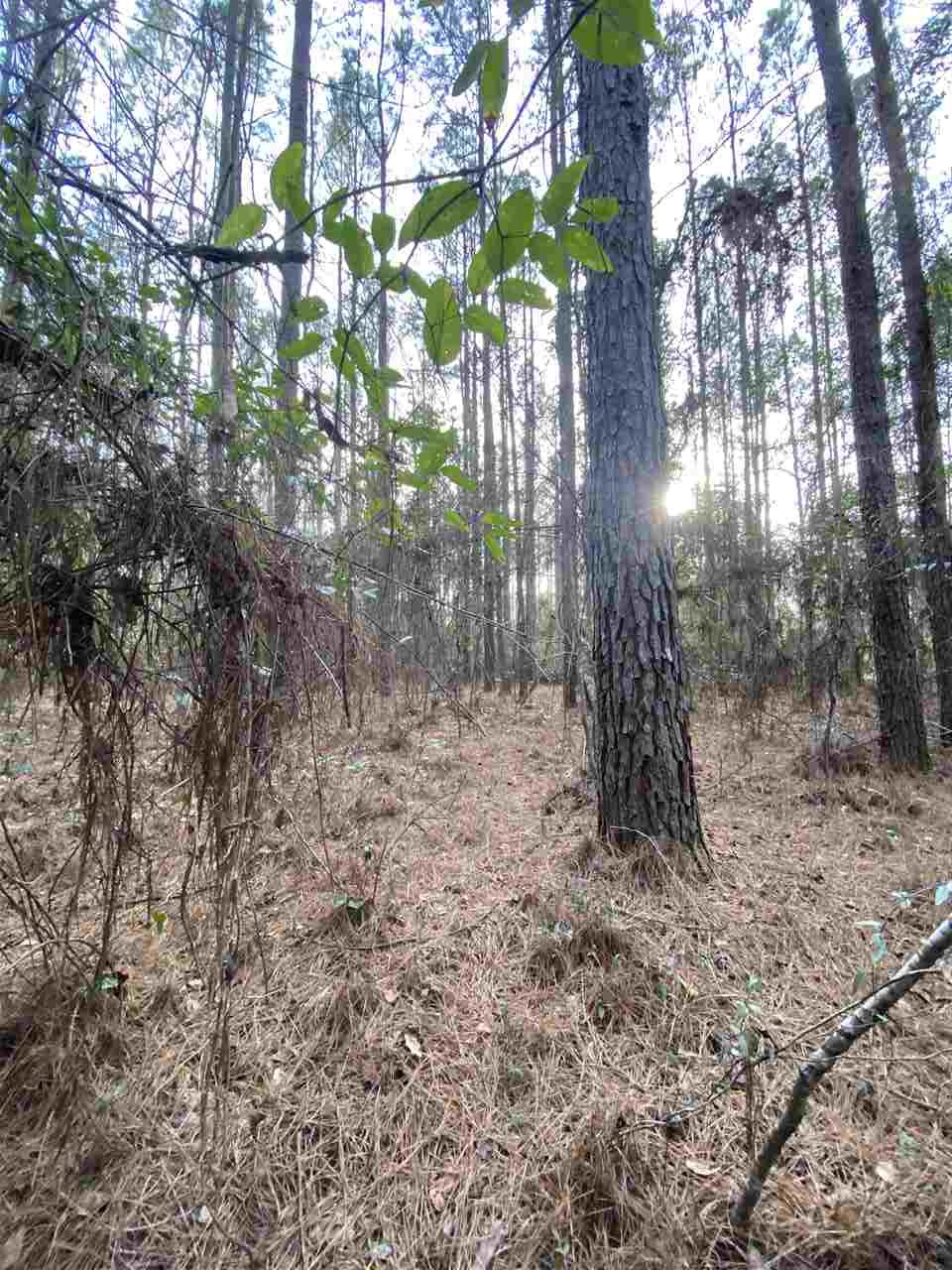 Xx Xx Clark Cemetery Road Monticello, FL 32344 - Photo 4 of 23 Gallery Image 4