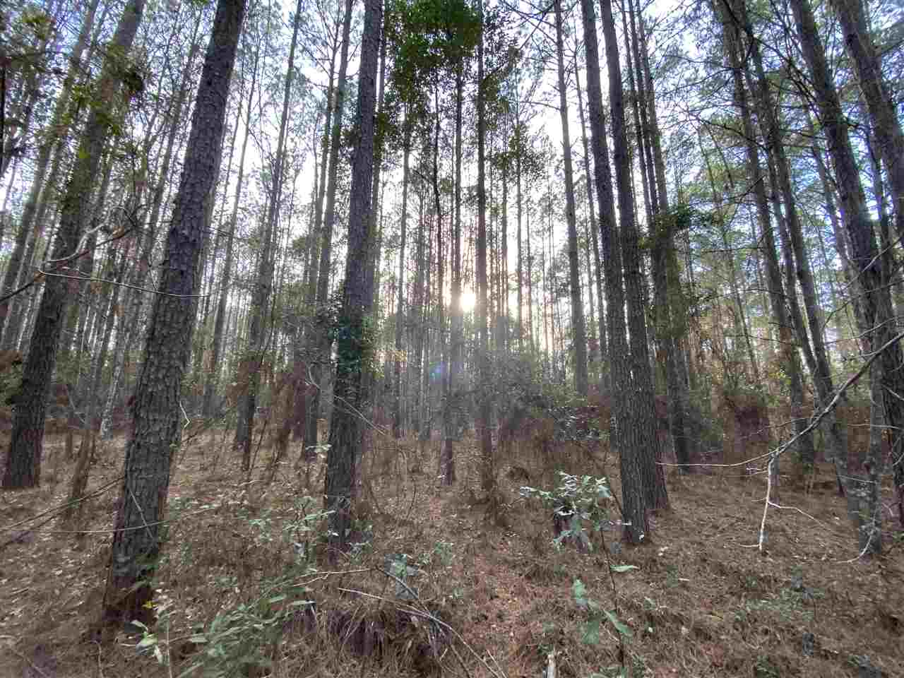 Xx Xx Clark Cemetery Road Monticello, FL 32344 - Photo 5 of 23 Gallery Image 5