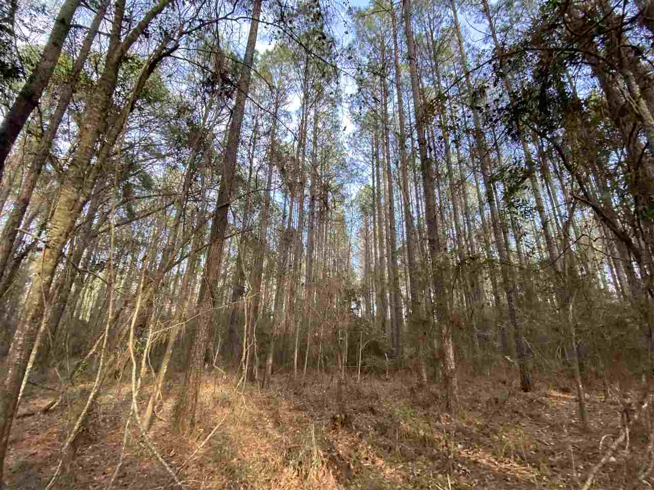 Xx Xx Clark Cemetery Road Monticello, FL 32344 - Photo 6 of 23 Gallery Image 6