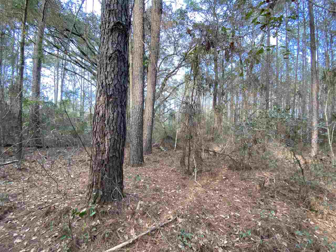 Xx Xx Clark Cemetery Road Monticello, FL 32344 - Photo 7 of 23 Gallery Image 7