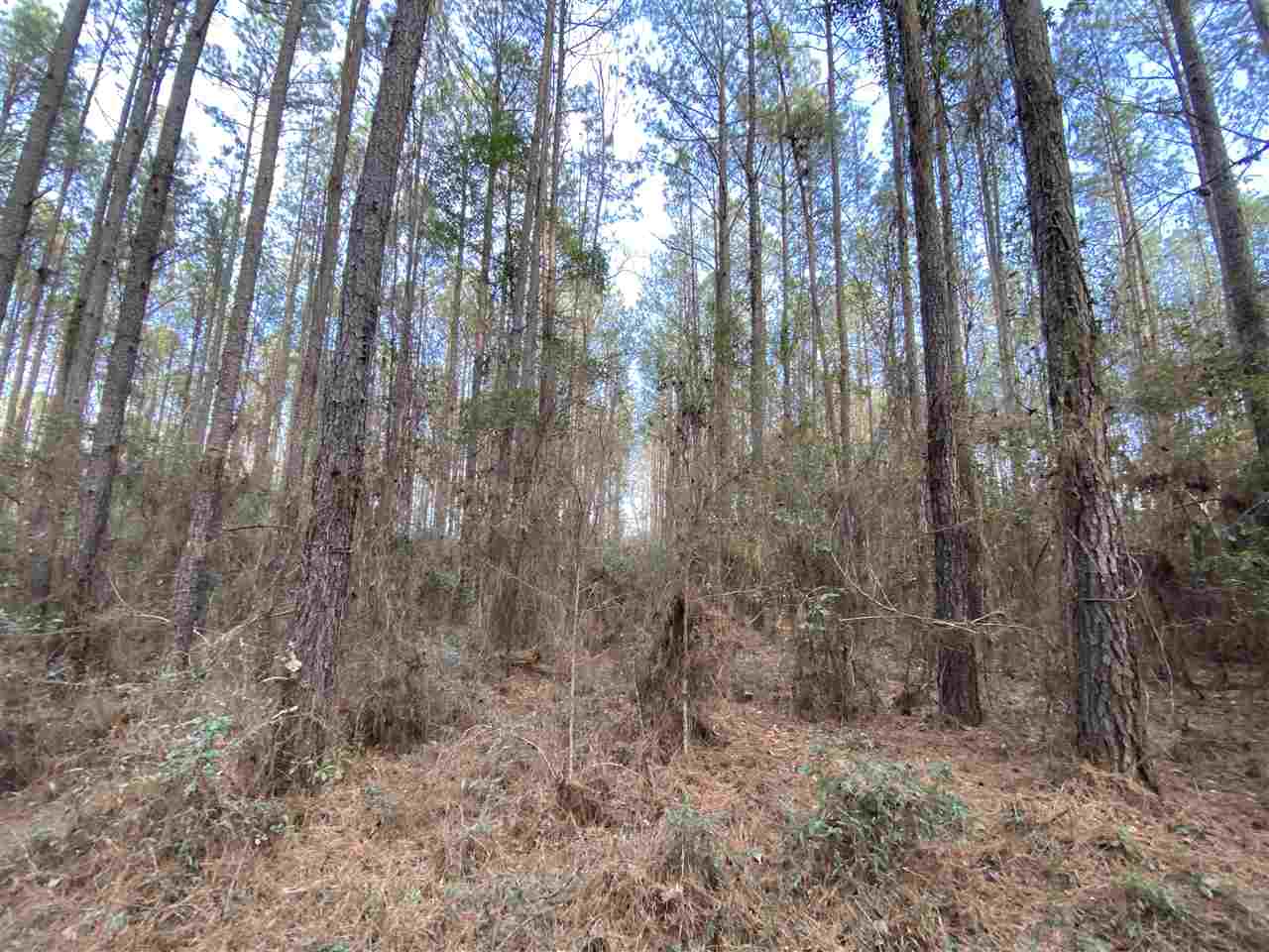 Xx Xx Clark Cemetery Road Monticello, FL 32344 - Photo 8 of 23 Gallery Image 8