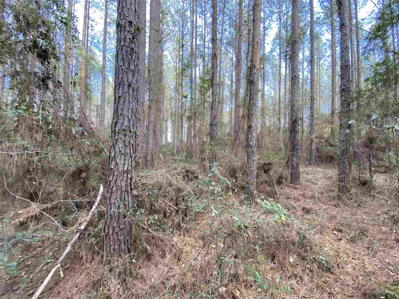 Xx Xx Clark Cemetery Road Monticello, FL 32344 - Photo 10 of 23 Gallery Image 10
