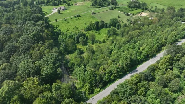 a view of a lush green forest with lots of trees