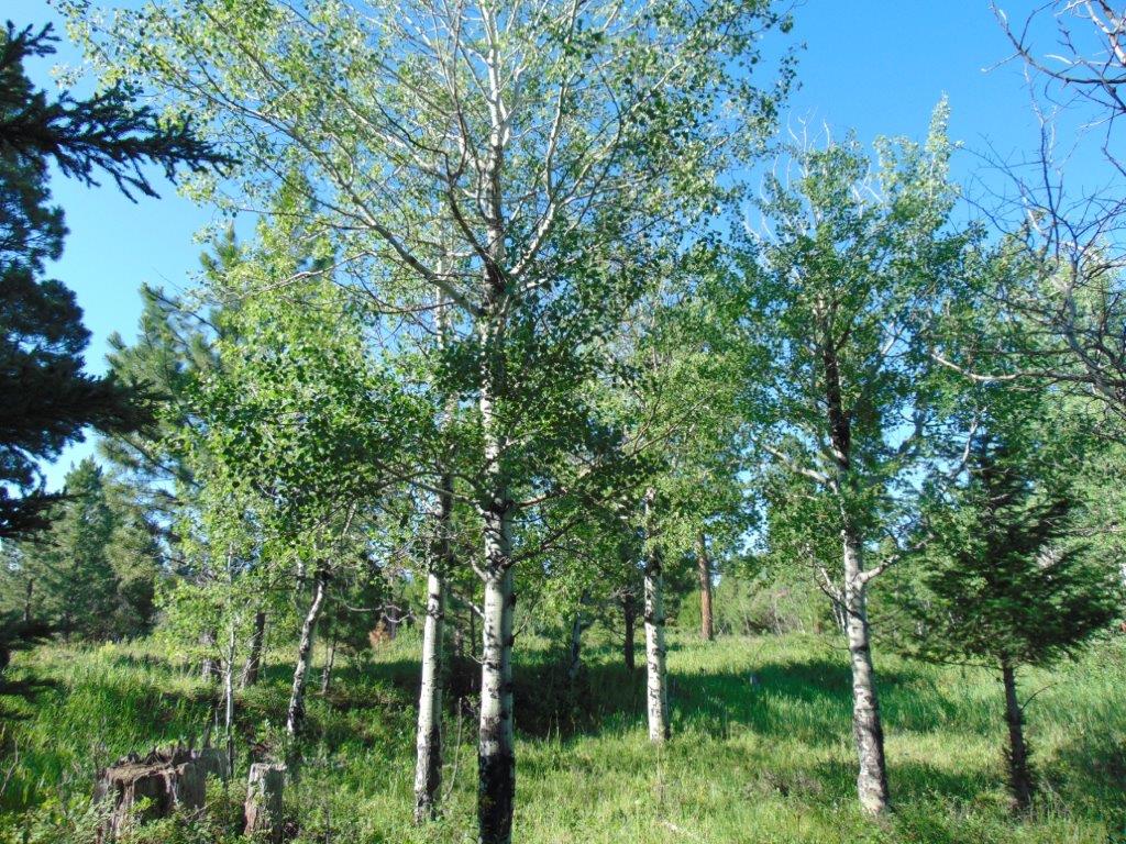 4615 Abe Lincoln Road Lincoln, MT 59639 - Photo 87 of 92 Gallery Image 87