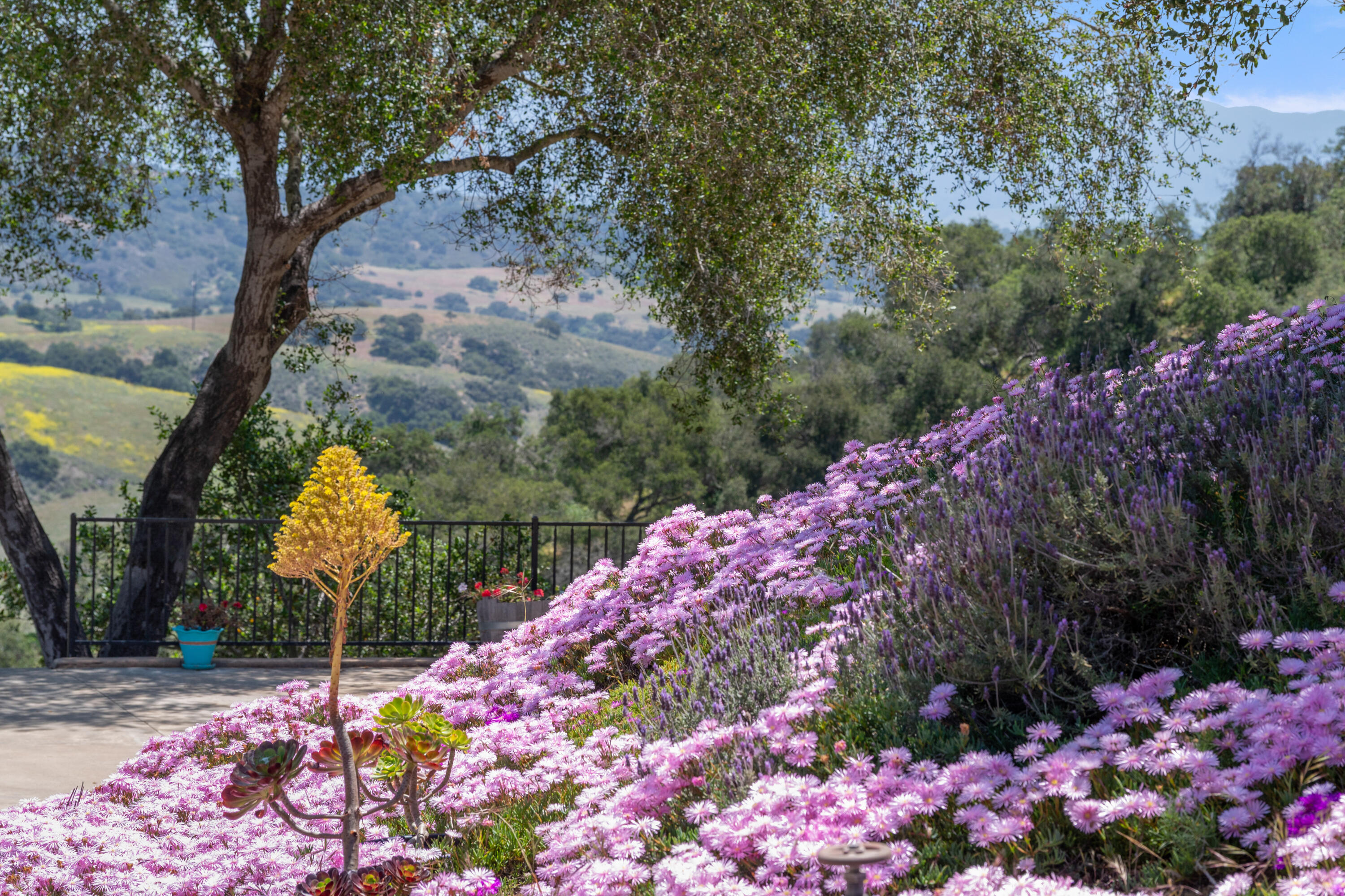 760 Falcon Ridge Lane Buellton, CA 93427 - Photo 41 of 51 a picture of flowers