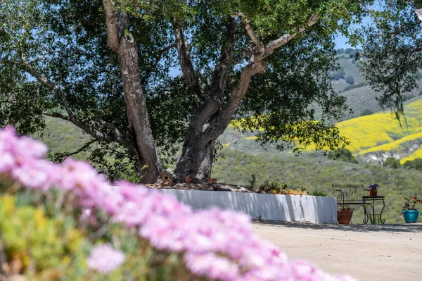 a view of a yard