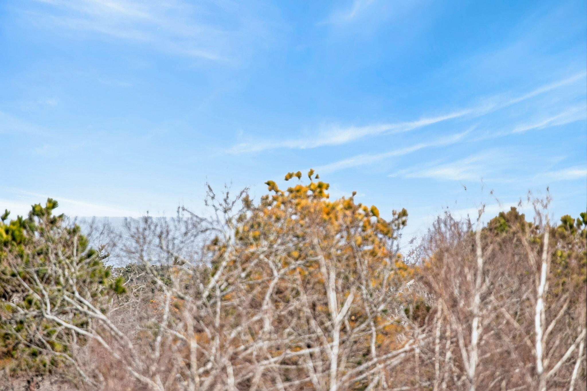 4 Earl Road East Sandwich, MA 02537 - Photo 53 of 63 a view of a bunch of trees and bushes