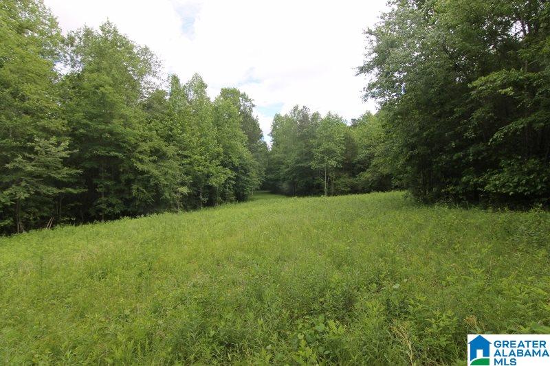 534 County Road, Unit 35± ACRES Woodland, AL 36280 - Photo 11 of 12