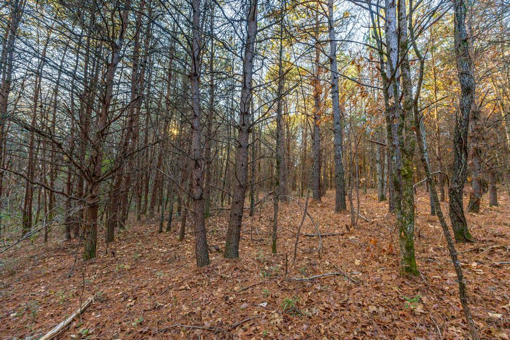 10-acres Northeast Morgan Road Charleston, TN 37310 - Photo 8 of 16 Lovely wooded acreage
