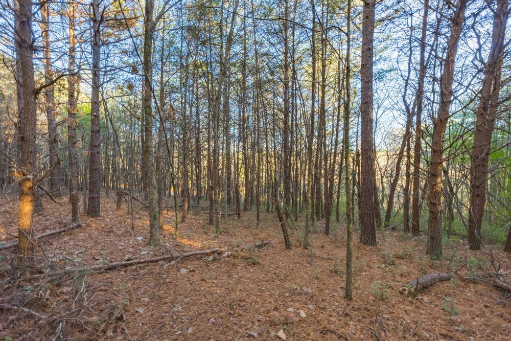 10-acres Northeast Morgan Road Charleston, TN 37310 - Photo 10 of 16 2023_11_November_0_Morgan_Rd_NE_0005