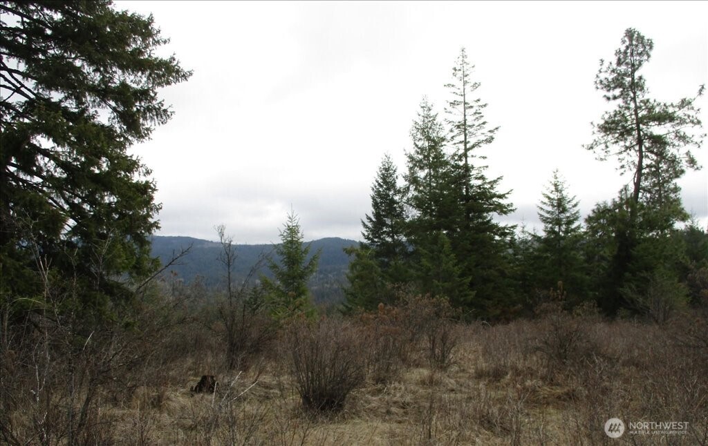 18-xxx East Miner Road Mead, WA 99021 - Photo 24 of 40 a view of a forest with a tree