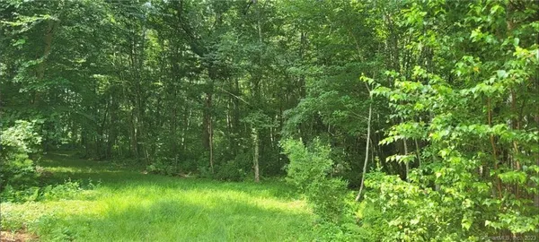 a view of a lush green forest