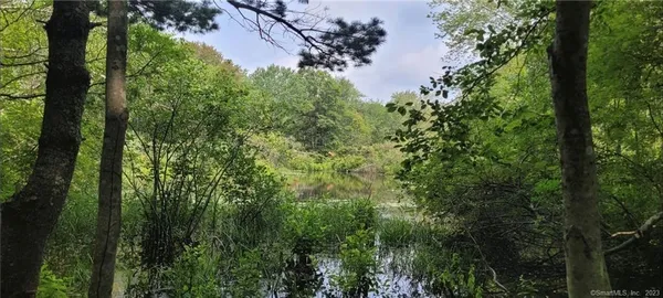 a view of a forest with a tree