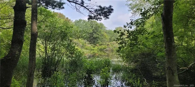 a view of a forest with a tree