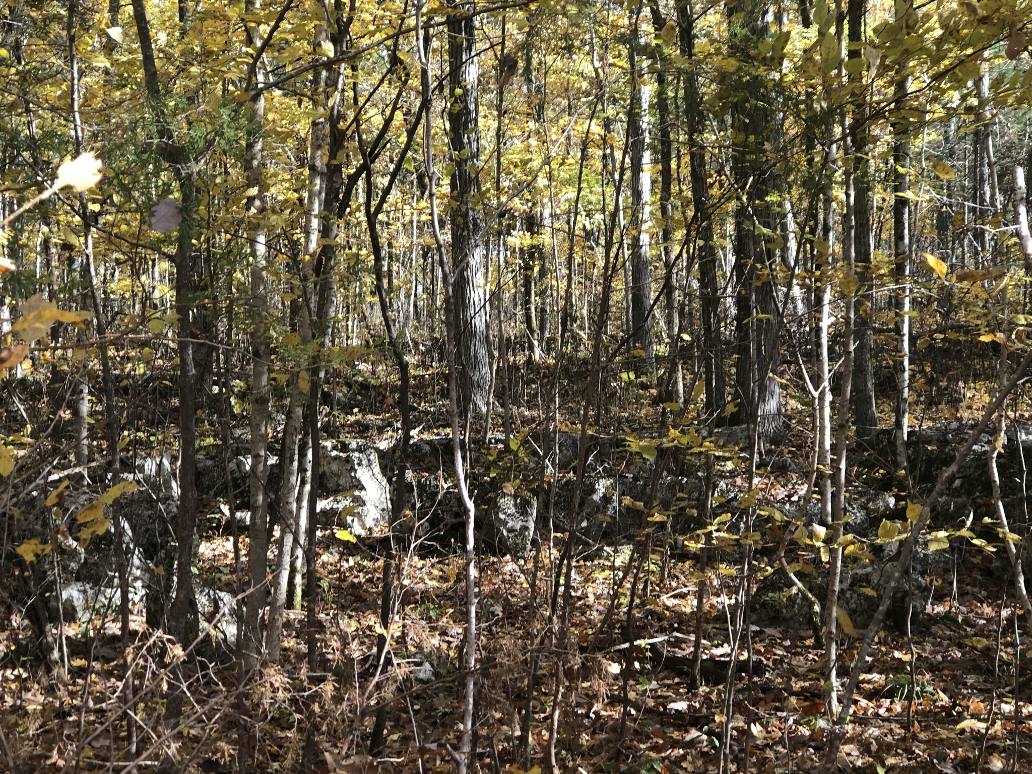 3956 Hill Road Rockvale, TN 37153 - Photo 41 of 49 Gallery Image 41