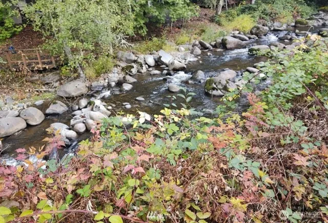 a view of a forest with a tree