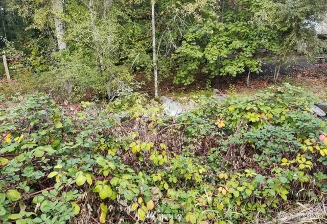 a backyard of a house with lots of green space