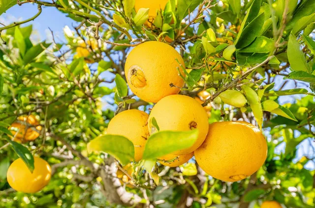 $889,000 | 551 San Felipe Street, Salinas, CA 93901