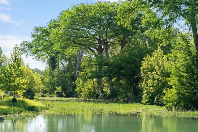 a view of swimming pool with a yard and large trees