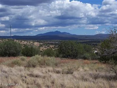 a view of a dry yard with lots of trees