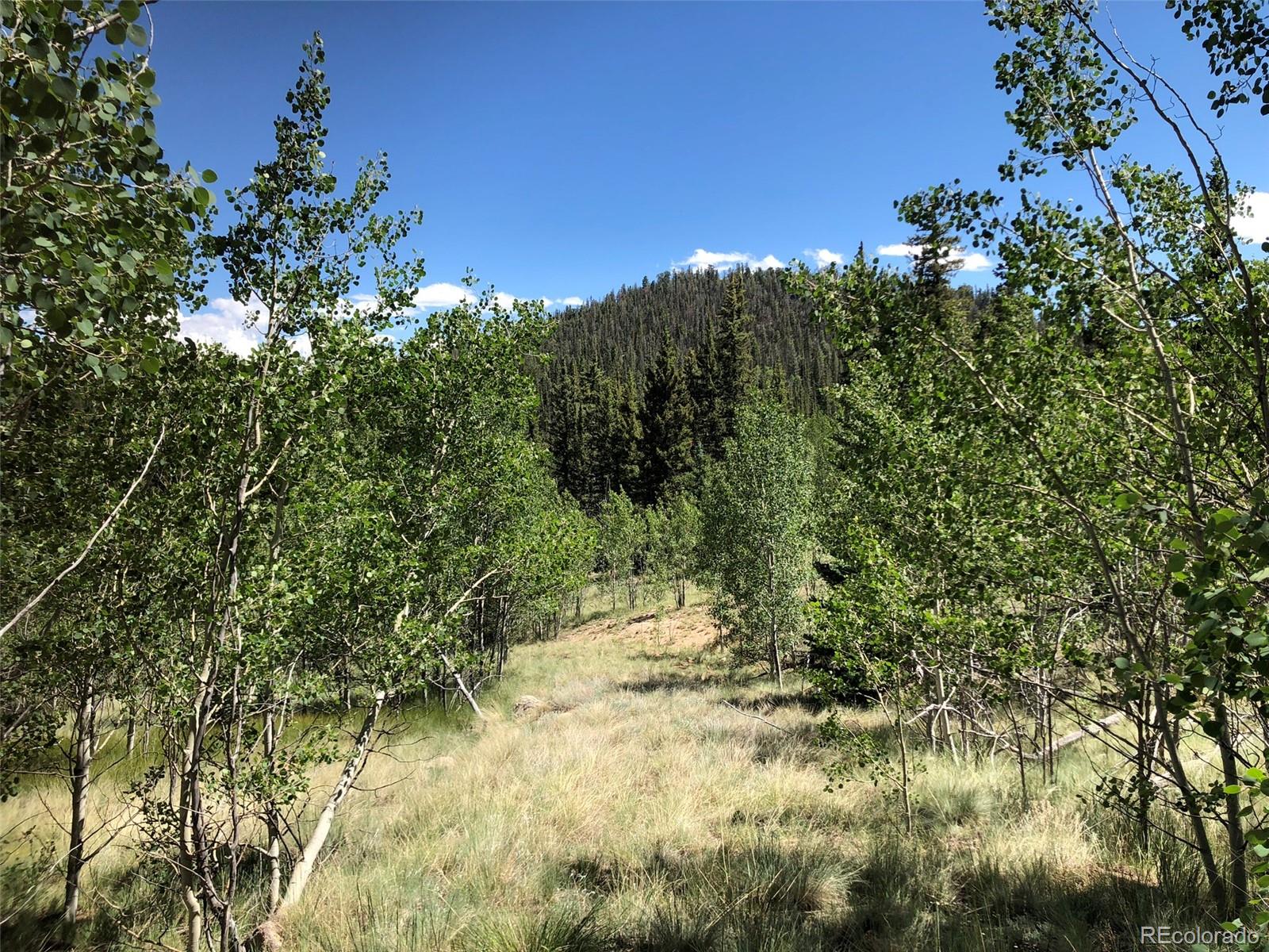 1135 Swiggler Road Jefferson, CO 80456 - Photo 15 of 26 a view of a tree in a yard
