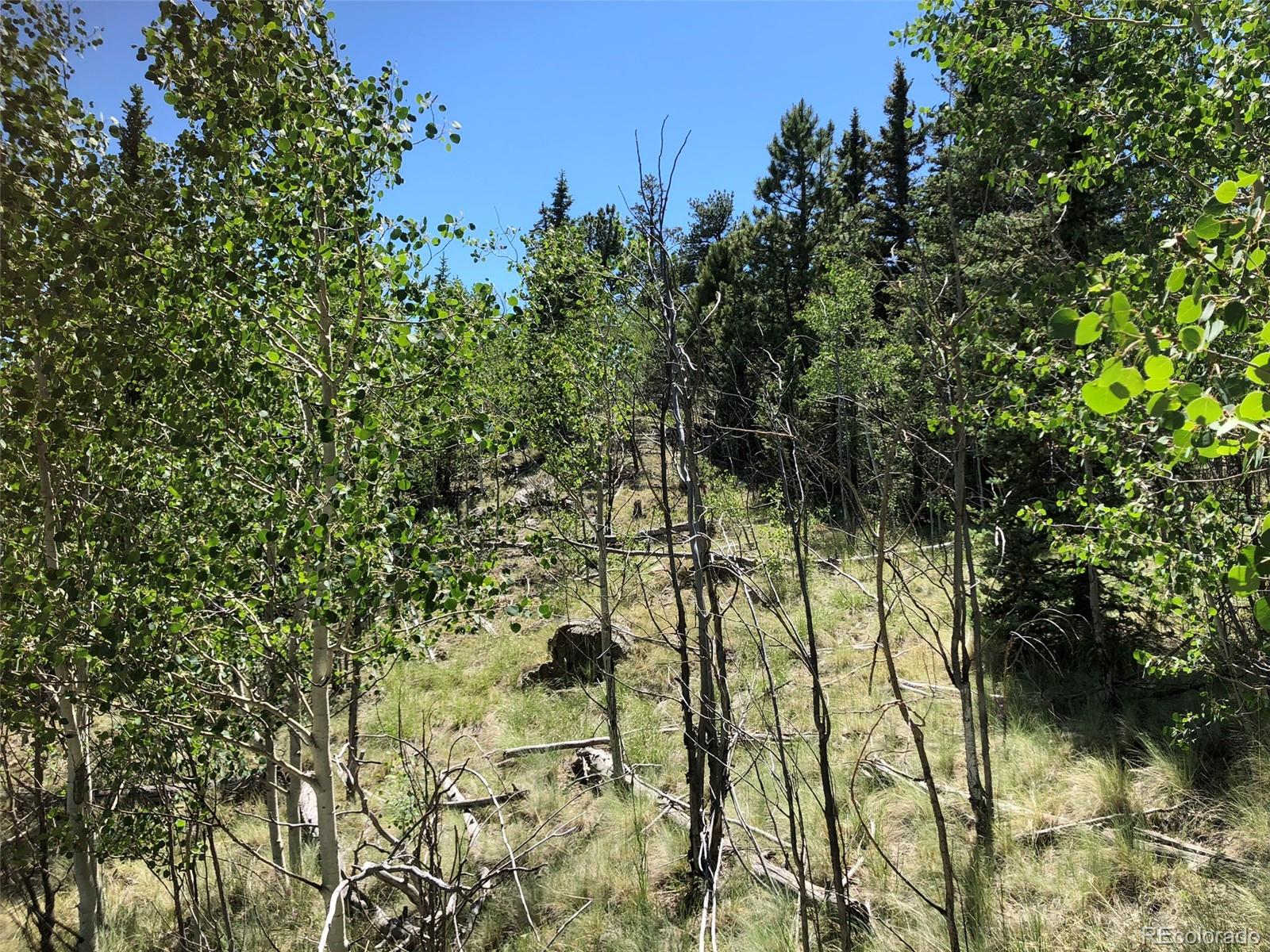 1135 Swiggler Road Jefferson, CO 80456 - Photo 20 of 26