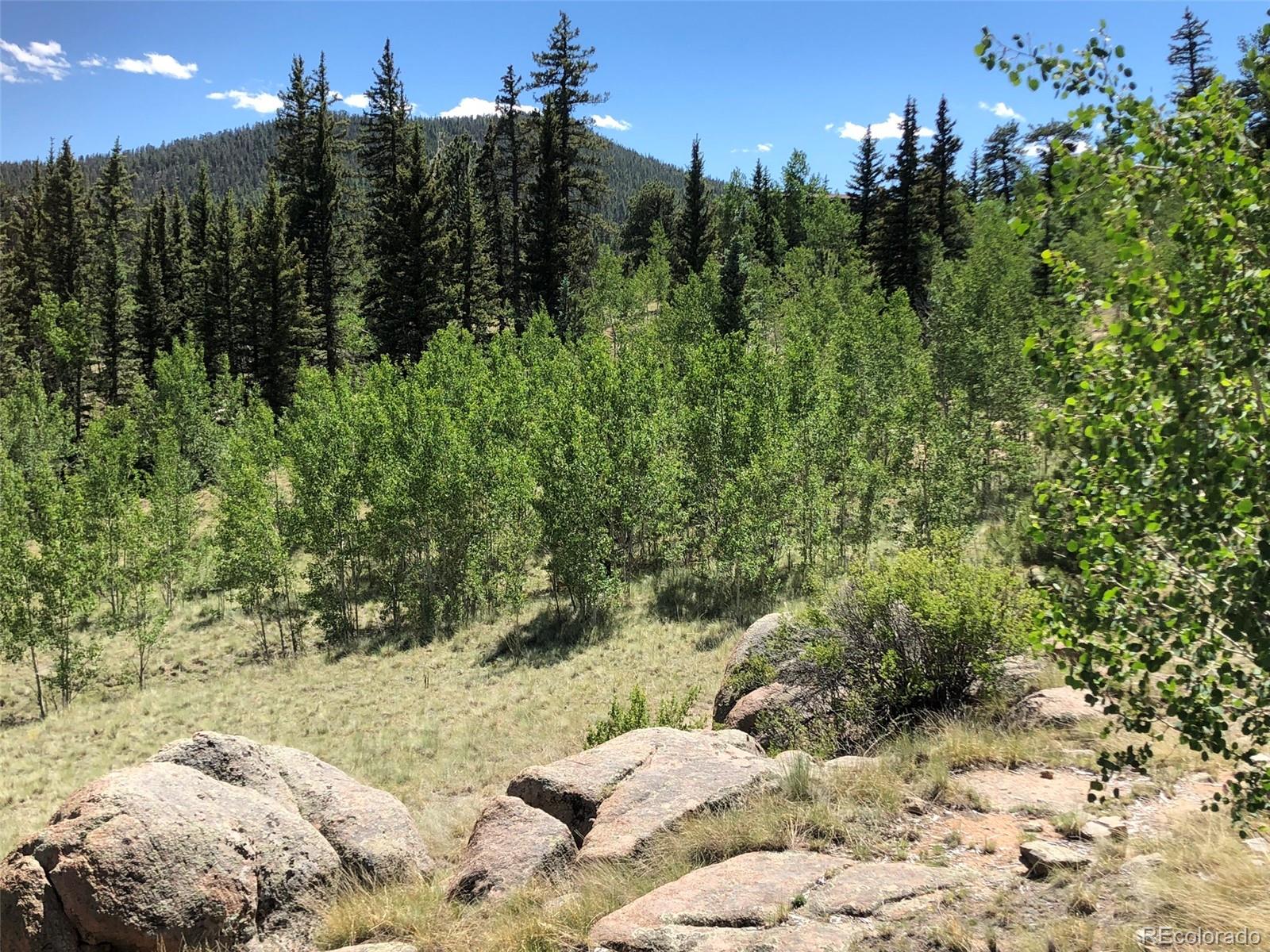 1135 Swiggler Road Jefferson, CO 80456 - Photo 5 of 26 a view of a yard with a tree
