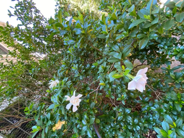 a view of a small yard
