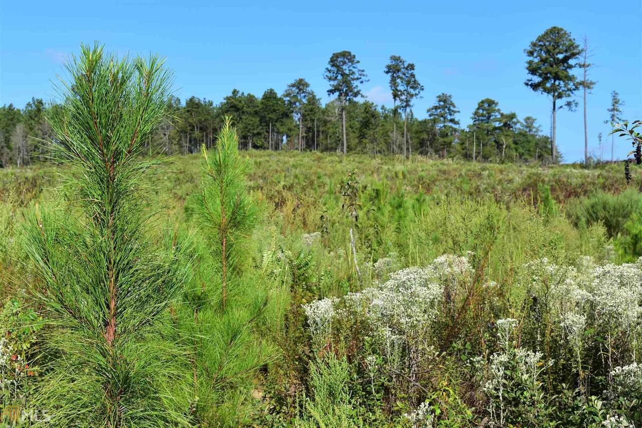 0 County Road 84 Morris, GA 39867 - Photo 1 of 1 Gallery Image 1