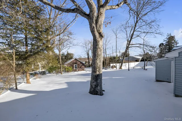 a street view with large trees