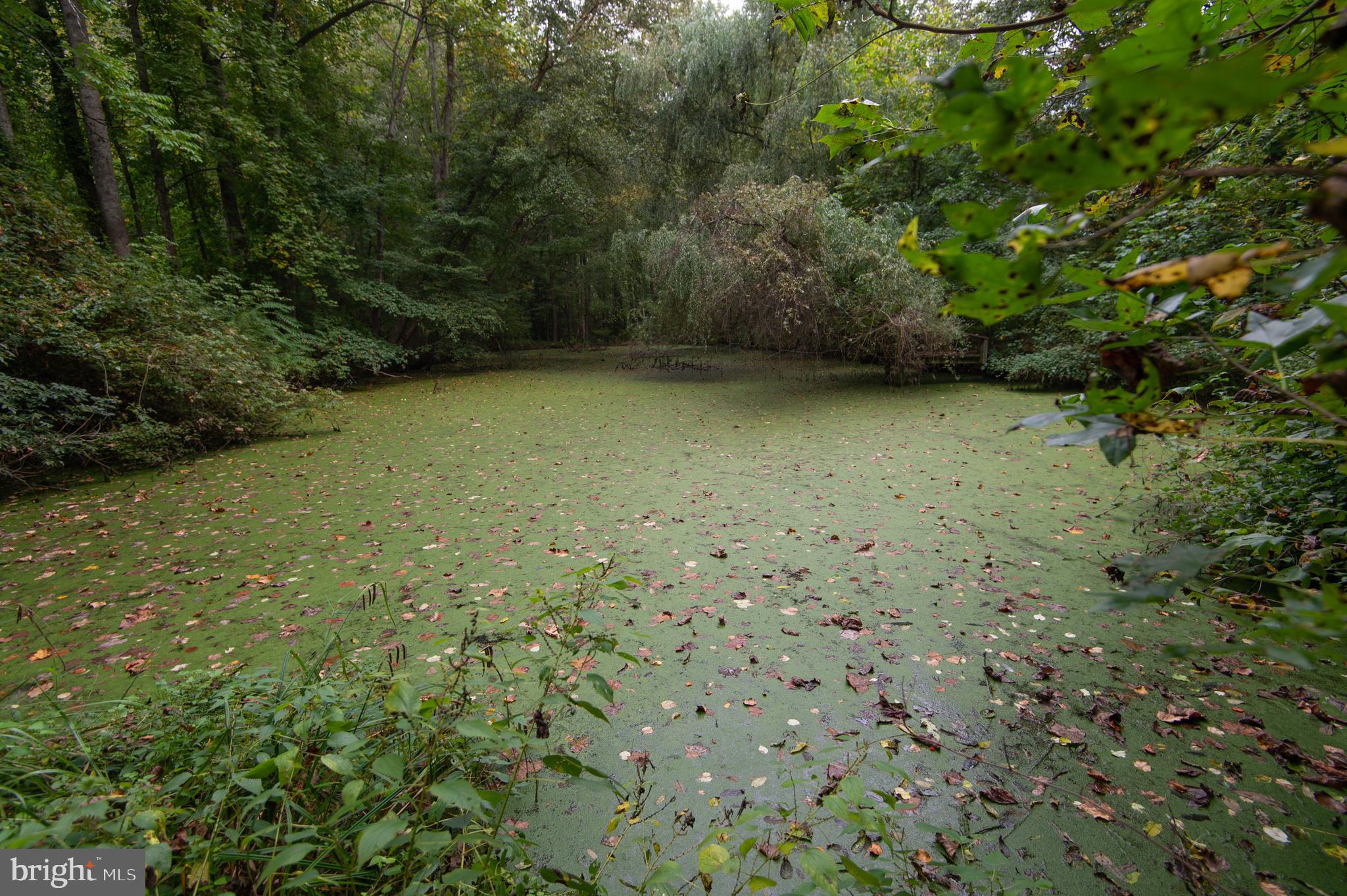 12745 Ridgely Road Greensboro, MD 21639 - Photo 42 of 59 Pond