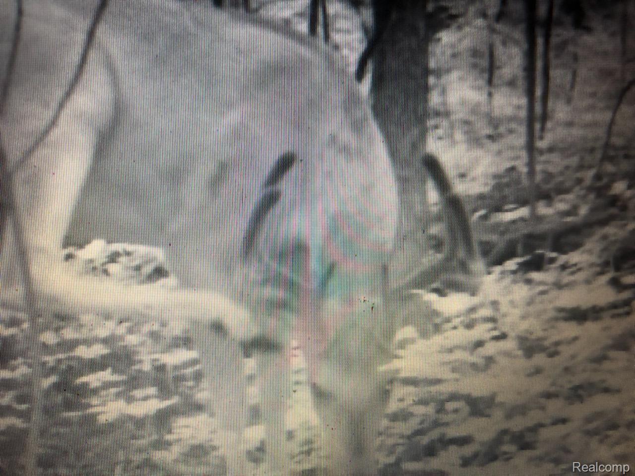 12715 Wanty Road Milan, MI 48160 - Photo 22 of 22 Deer 2.jpg