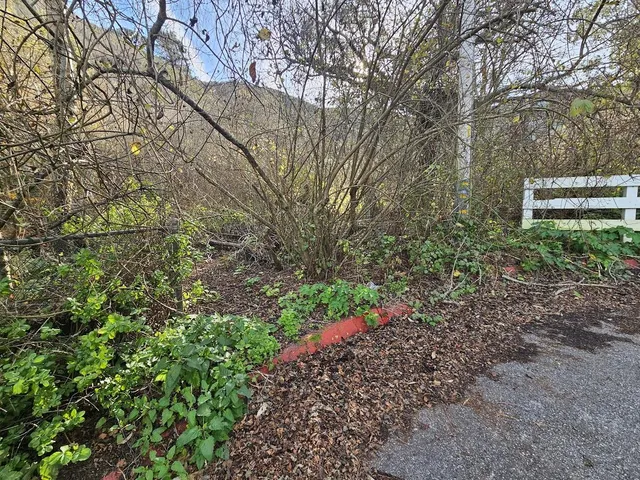 a view of a garden with plants and trees