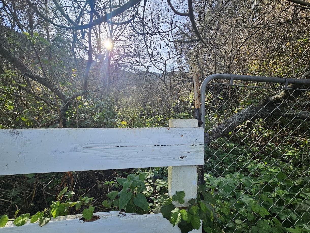 0 Balboa Pacifica, CA 94044 - Photo 5 of 7 a view of a yard with plants