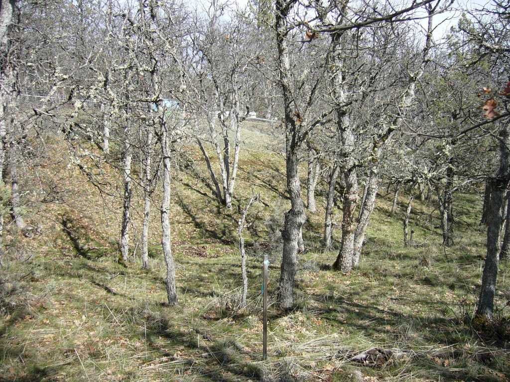 2.54 Acres Outsen Road Yreka, CA 96097 - Photo 8 of 17 Gallery Image 8