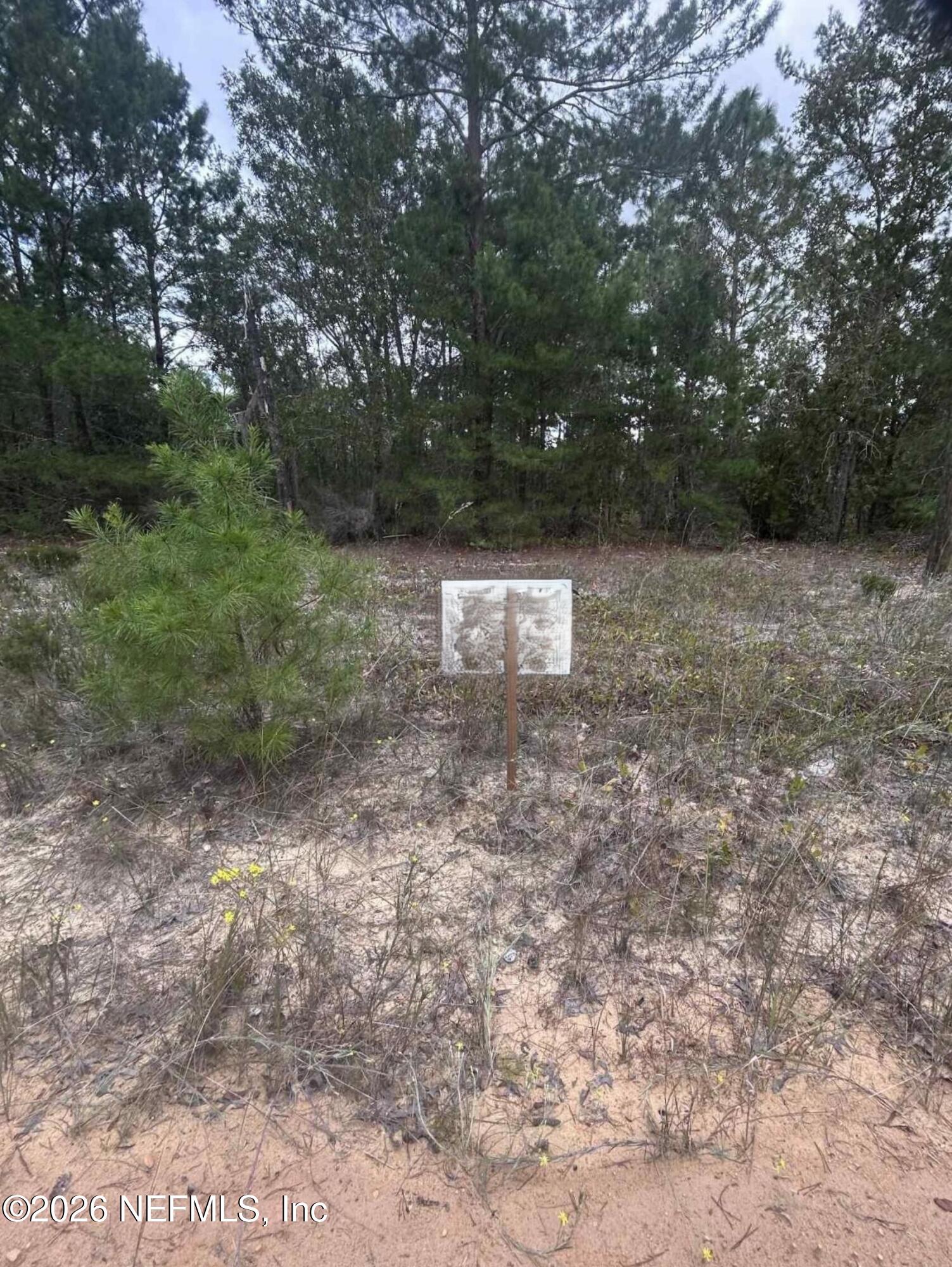 136 Martin Street Interlachen, FL 32148 - Photo 2 of 6 a view of a dry yard with trees