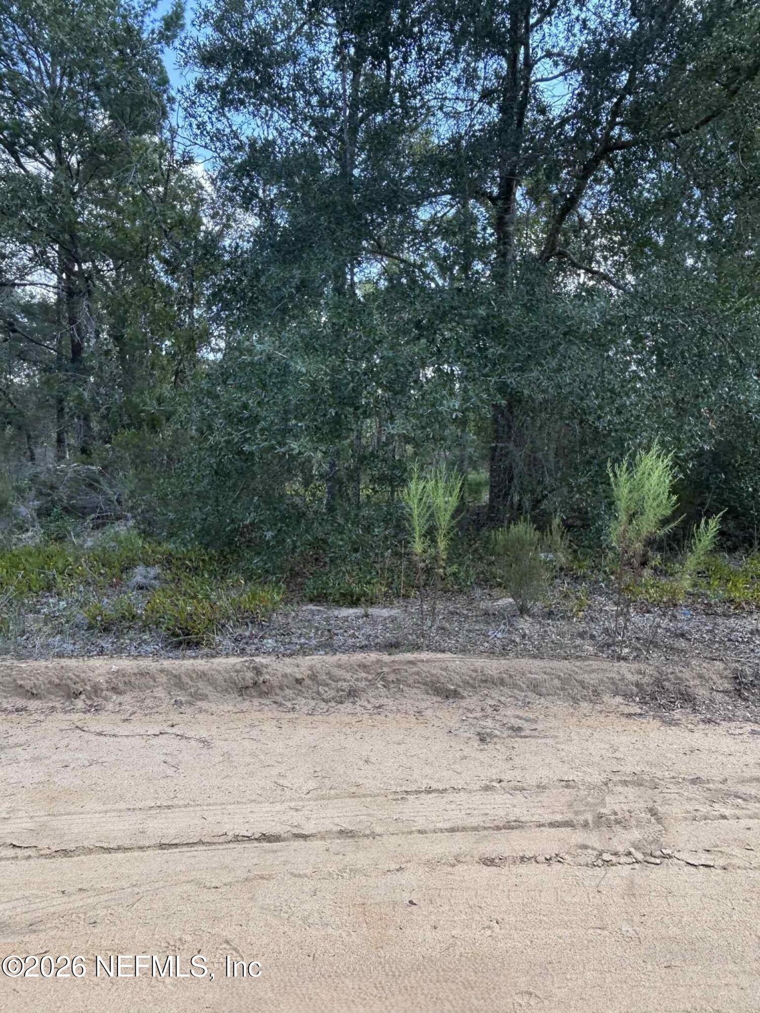136 Martin Street Interlachen, FL 32148 - Photo 6 of 6 a view of a dry yard with trees