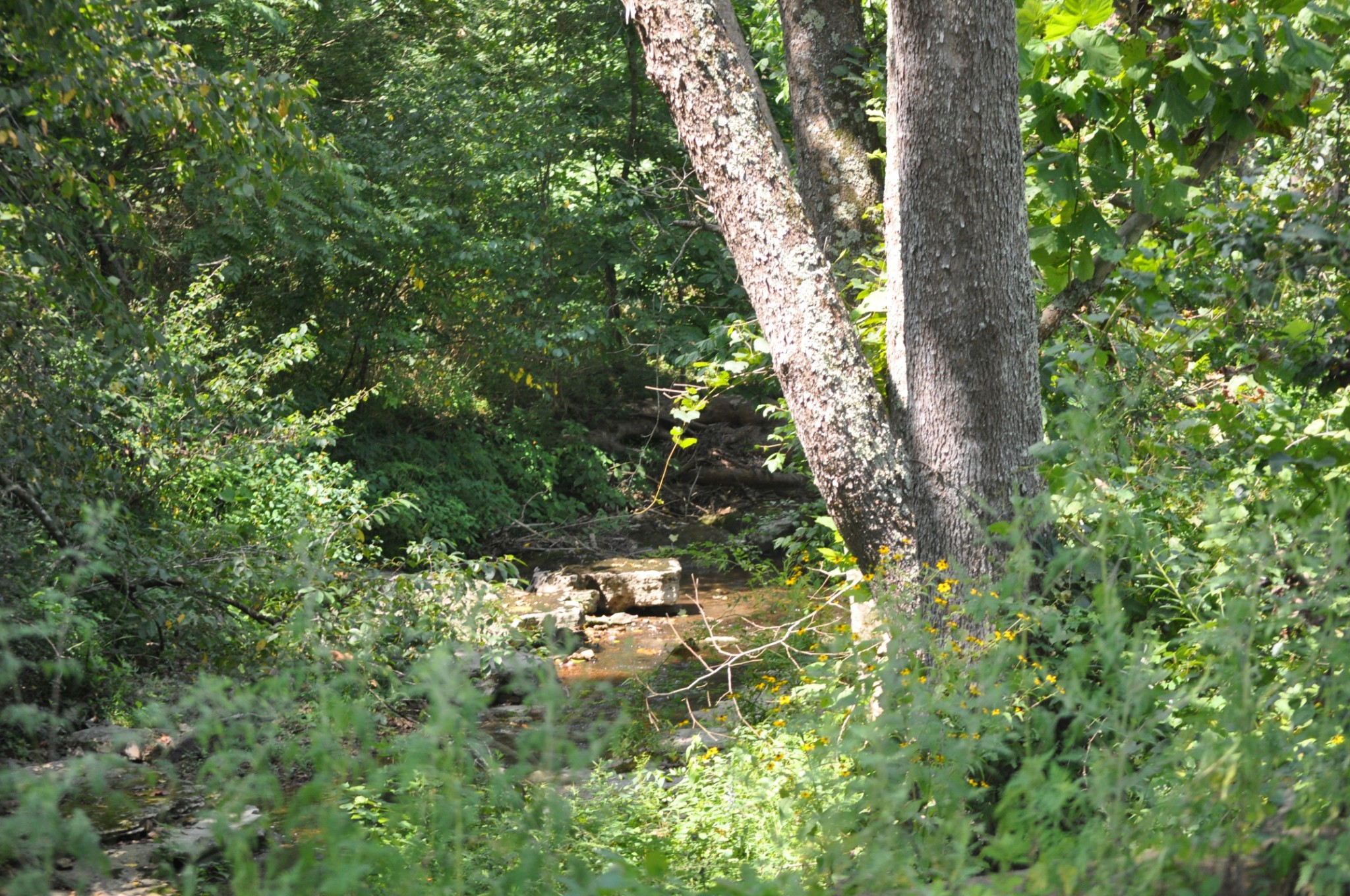 0 Ivey Point Road Goodlettsville, TN 37072 - Photo 5 of 6 Gallery Image 5