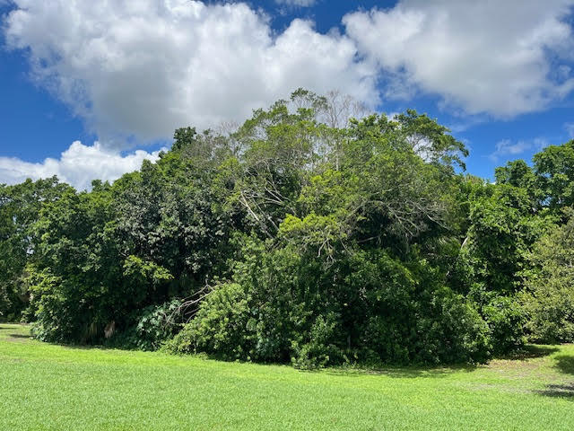 9538 171st Street North Jupiter, FL 33478 - Photo 7 of 16 a view of a garden with a building in the background