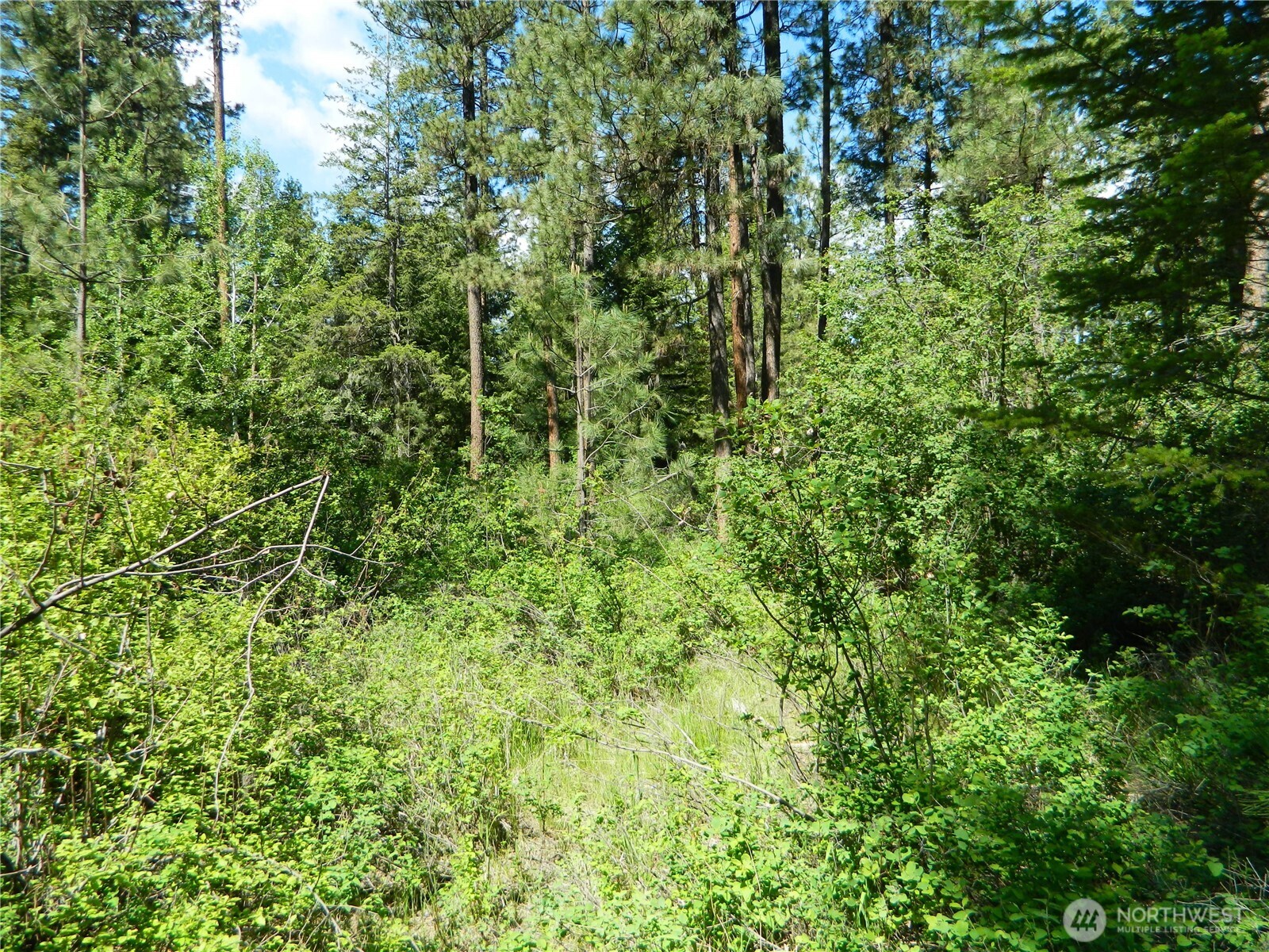 0 Tbd Murphy Ranch Road Tonasket, WA 98855 - Photo 11 of 11 a view of a lush green forest