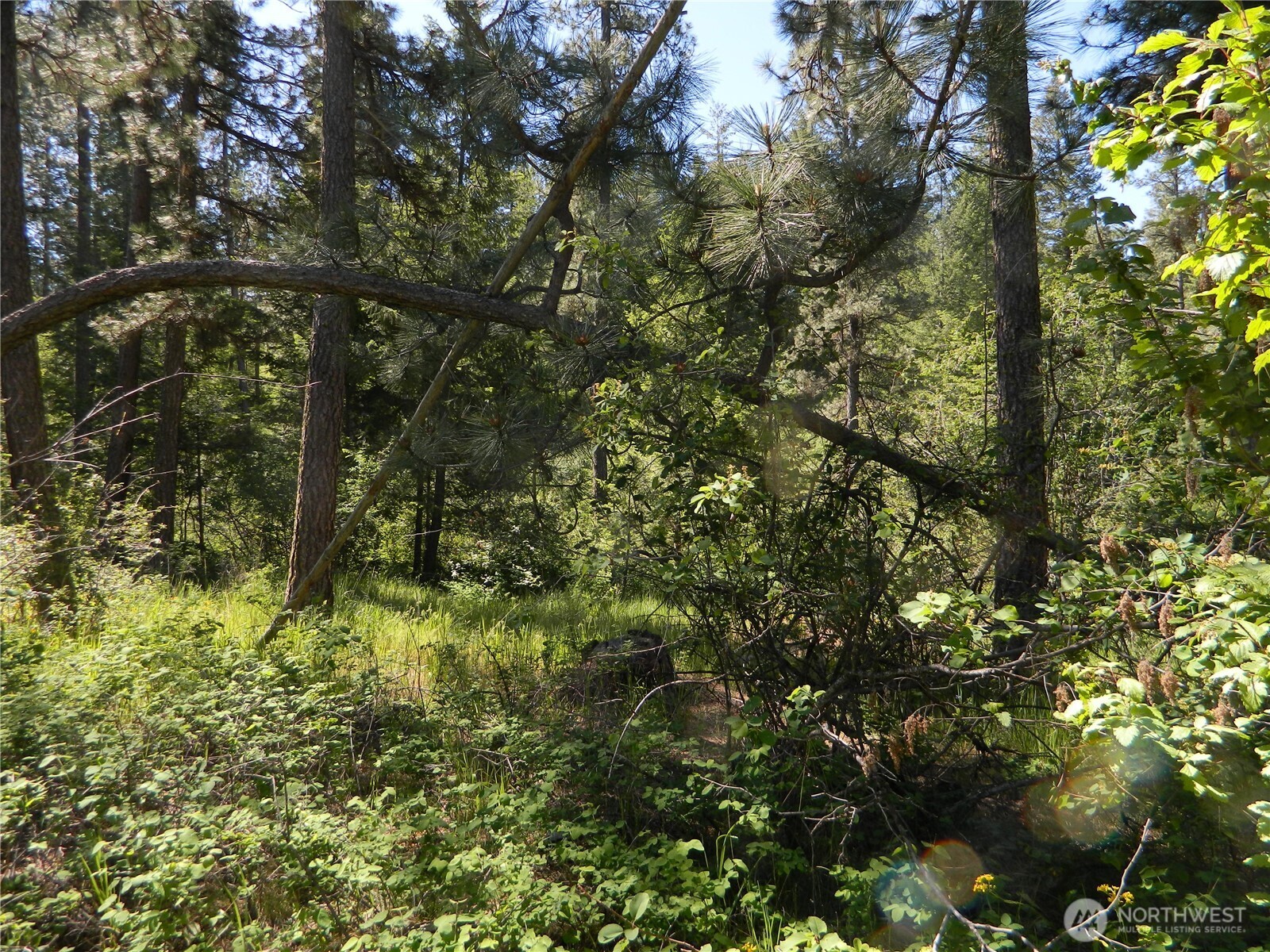 0 Tbd Murphy Ranch Road Tonasket, WA 98855 - Photo 2 of 11 a backyard of a house with lots of trees