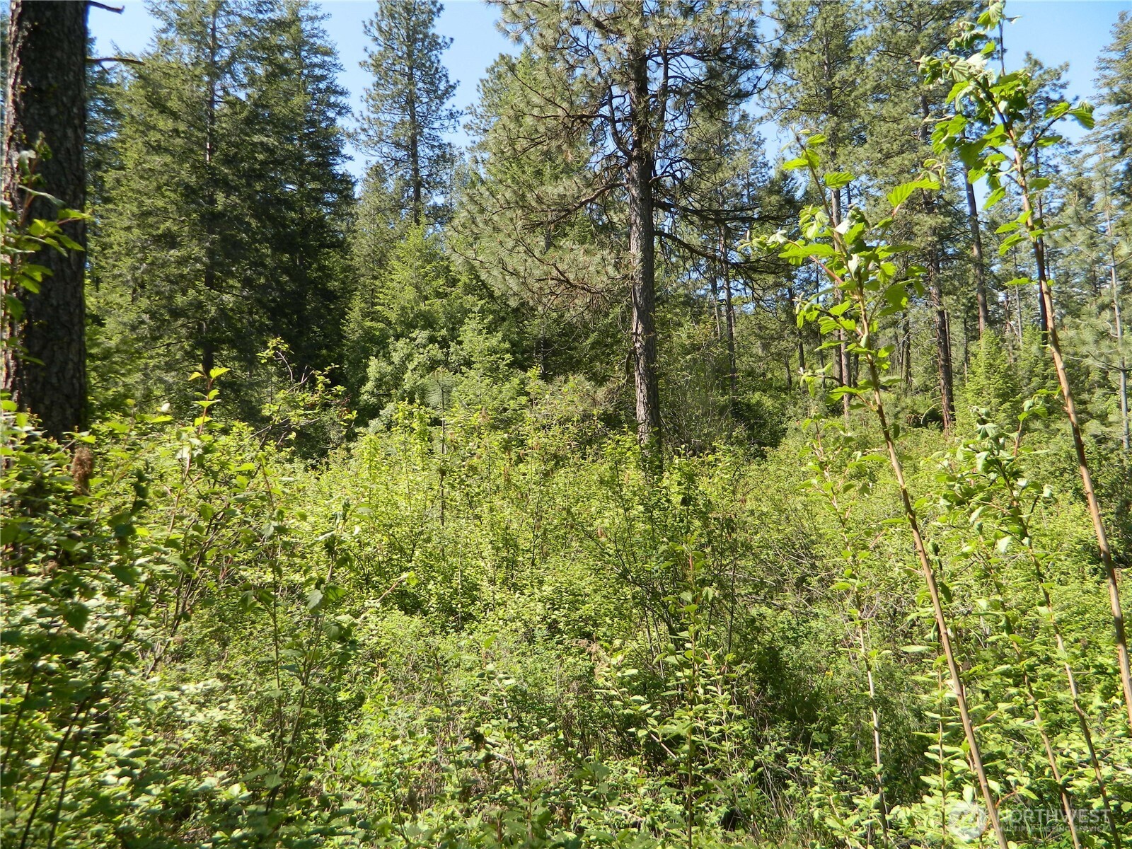 0 Tbd Murphy Ranch Road Tonasket, WA 98855 - Photo 4 of 11 a view of a tree