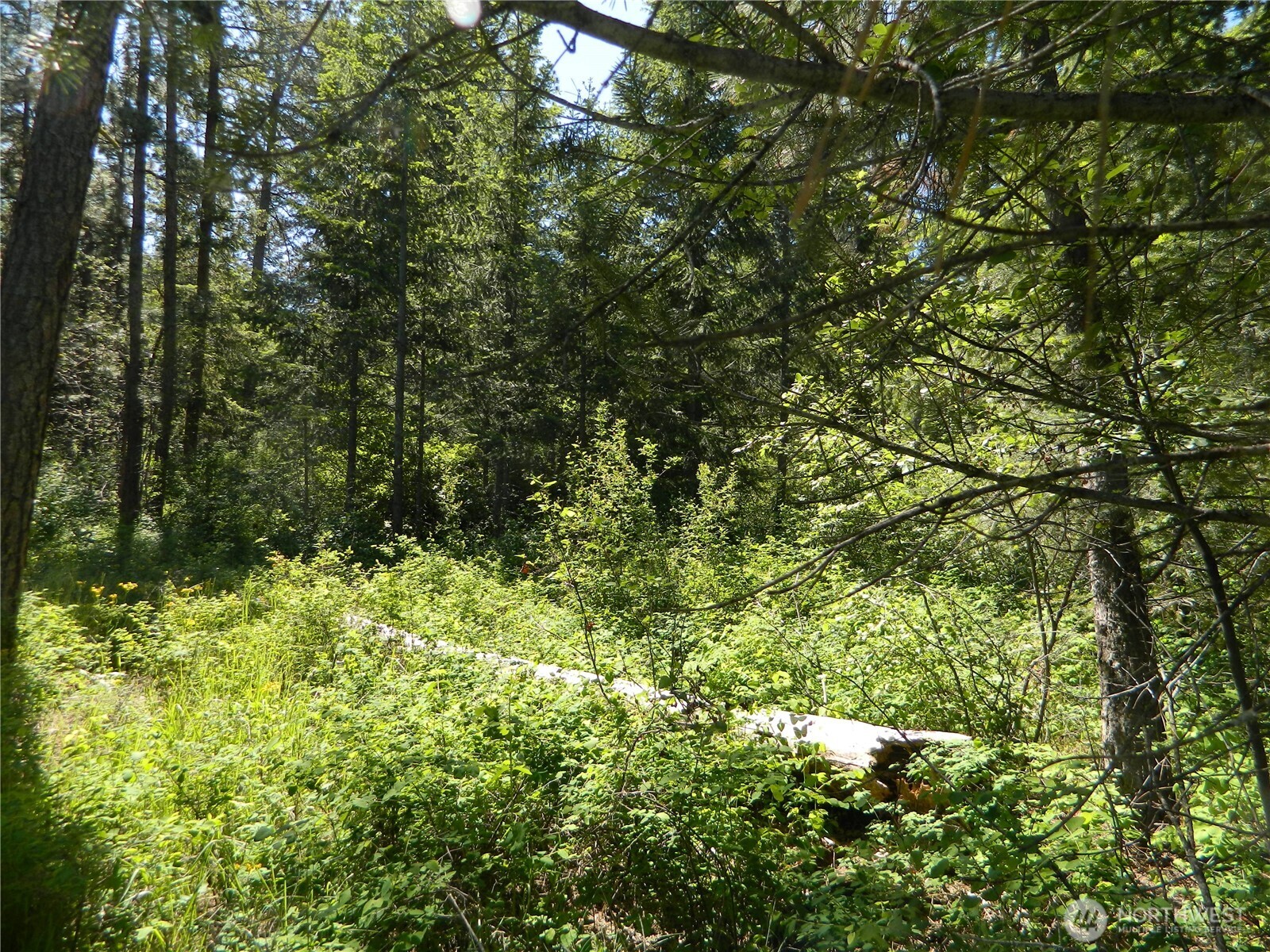 0 Tbd Murphy Ranch Road Tonasket, WA 98855 - Photo 6 of 11 a view of a lush green forest