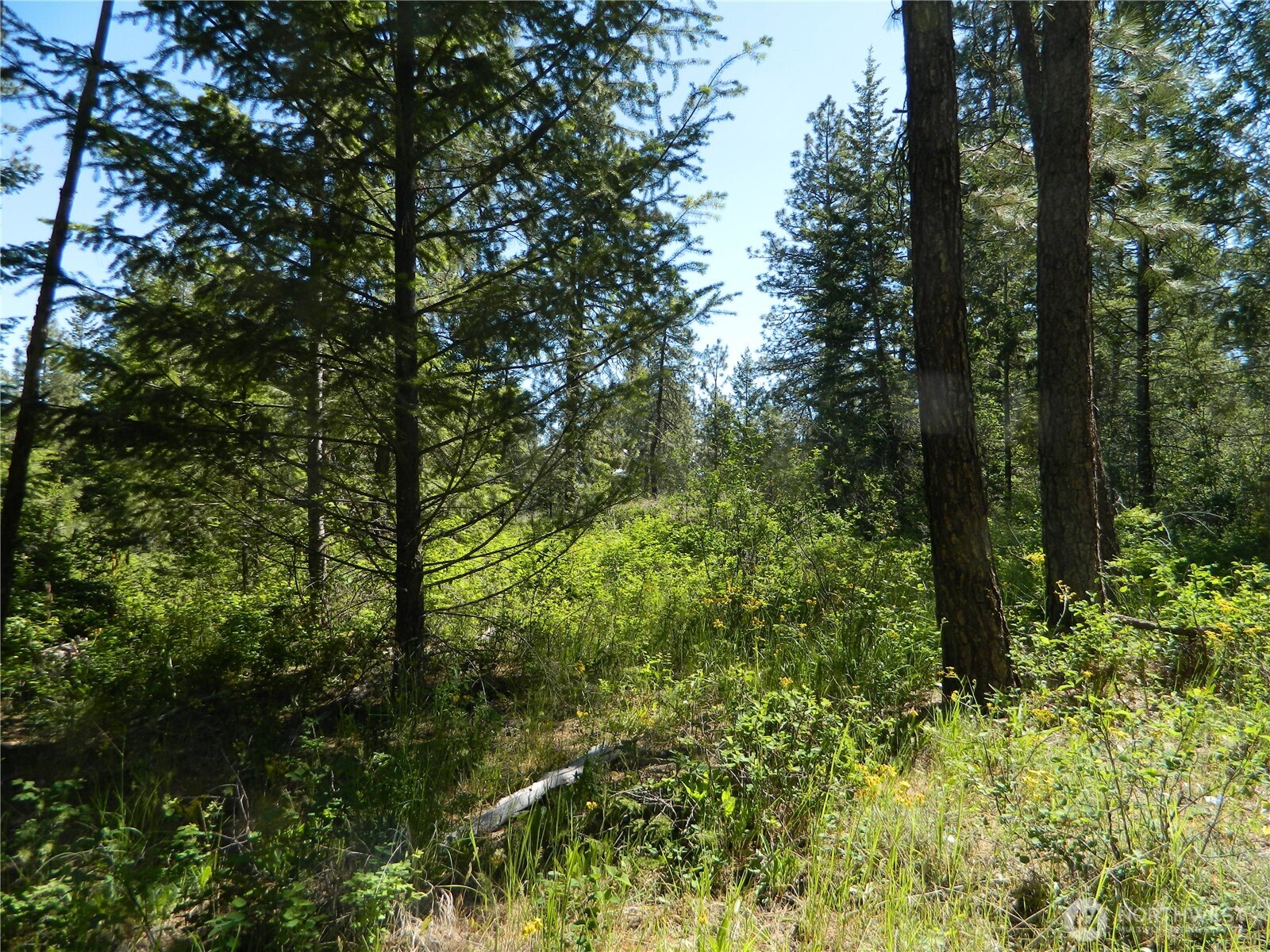 0 Tbd Murphy Ranch Road Tonasket, WA 98855 - Photo 7 of 11 a view of a forest with trees
