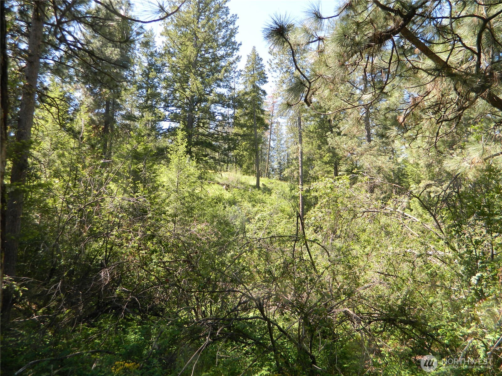 0 Tbd Murphy Ranch Road Tonasket, WA 98855 - Photo 9 of 11 a close up of a tree